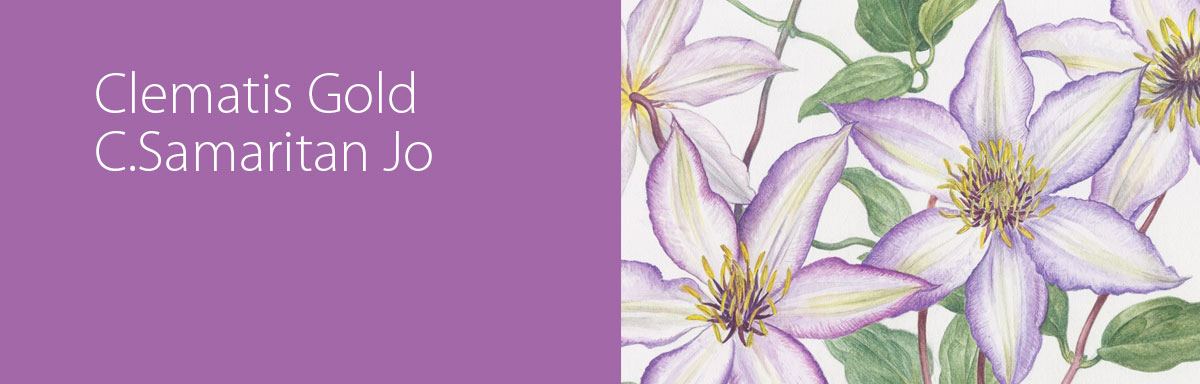 Clematis Gold: C. Samaritan Jo
